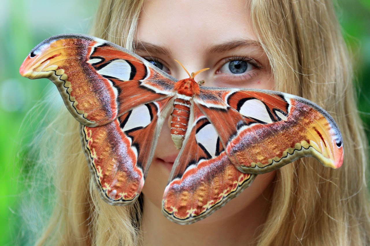 Le plus grand papillon au monde avec des serpents aux ailes