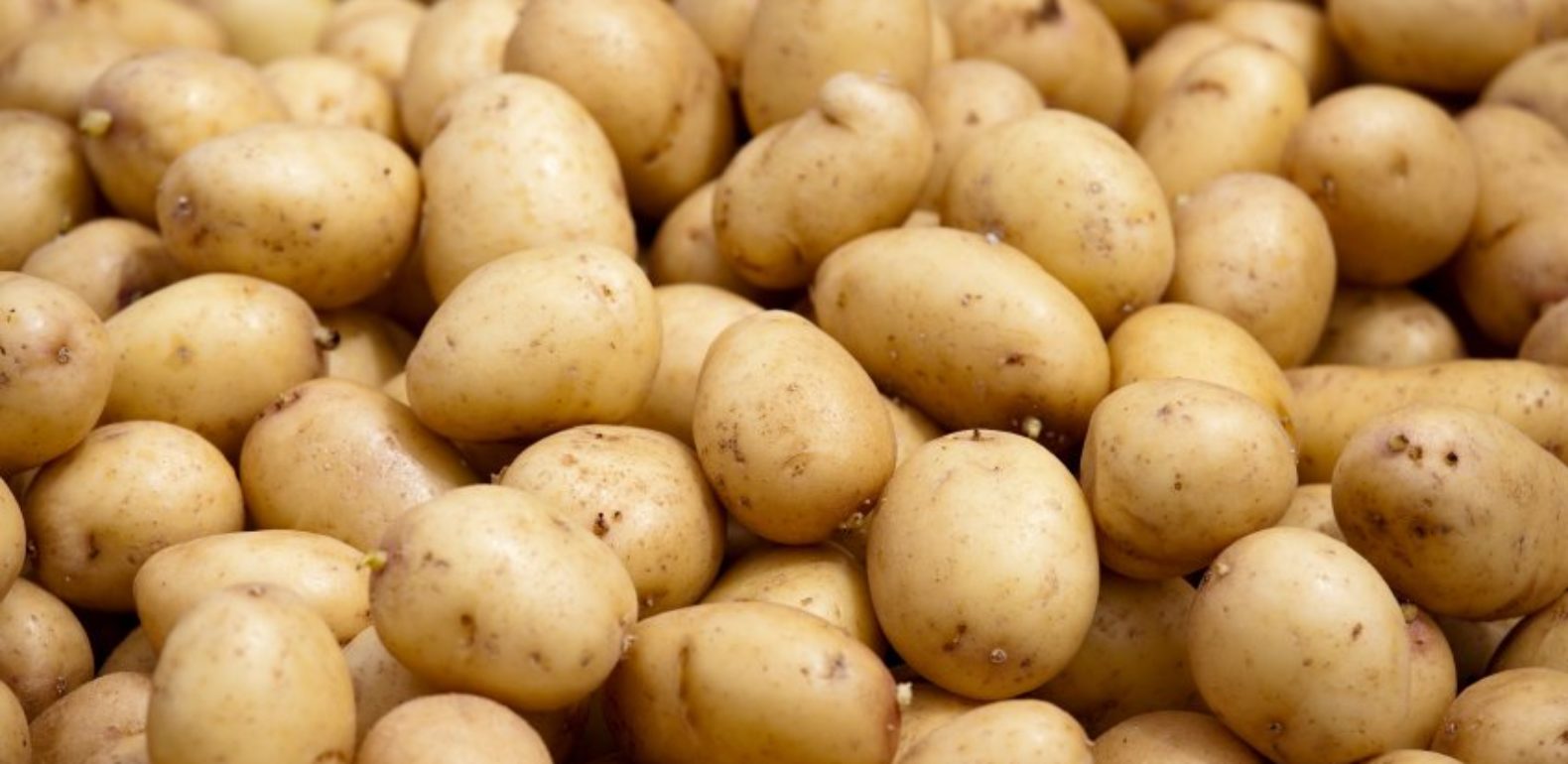 Pesticides non homologués l’ONSSA détruit 136 tonnes de pommes de terre à Berkane Pesticides non homologués l’ONSSA détruit 136 tonnes de pommes de terre à Berkane