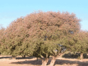 criquet-arbre